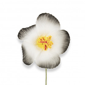 Schwarze Hibiskusblüte für Haare