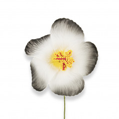 Gr&aacute;tis - Flor de hibisco preta para o cabelo